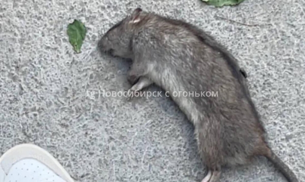 Крысы в Новосибирске: борьба с нежеланными гостями у дома на улице Дуси Ковальчук