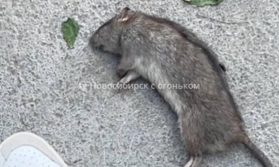 Крысы в Новосибирске: борьба с нежеланными гостями у дома на улице Дуси Ковальчук
